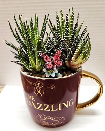 Be Dazzling Mug with Zebra Haworthia Plant