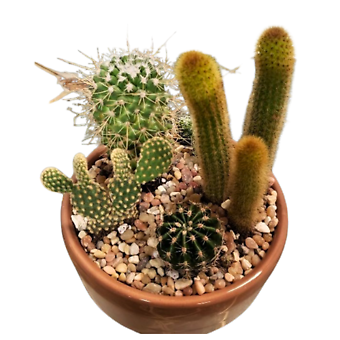 Small Cactus Garden Plants