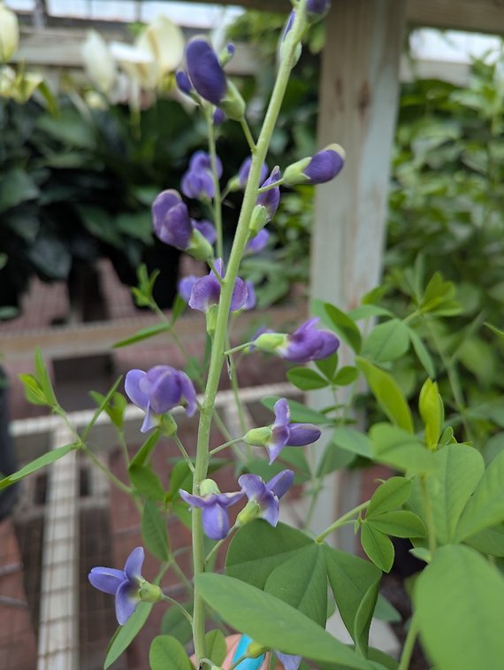 False Indigo
