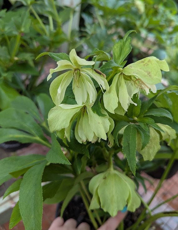 Gardner\'s Choice Lenten Rose
