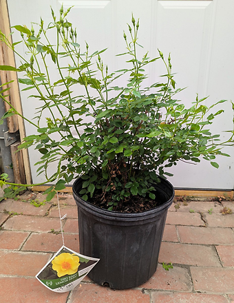 Lemon Landscape Rose