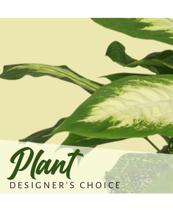 Plant Designer\'s Choice
