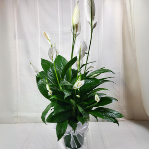 6\'\' Foil Wrapper Peace Lily