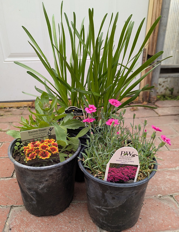 Perennial Trio
