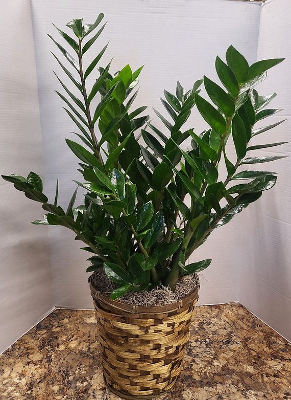 8\" ZZ Plant in a Basket