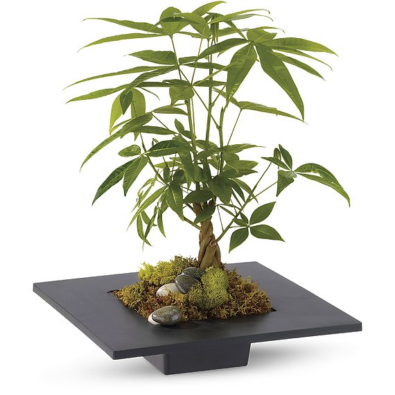 Money Tree