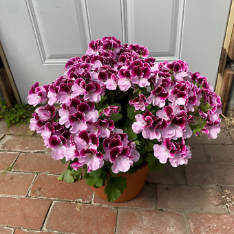 8\'\' Martha Washington