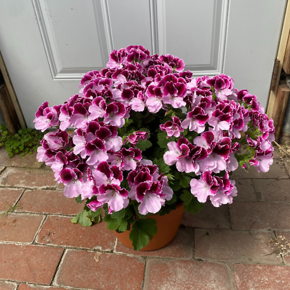 8\'\' Martha Washington