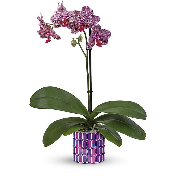 Jewel Shine Orchid