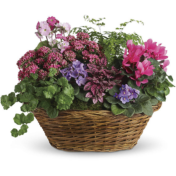 Simply Chic Mixed Plant Basket