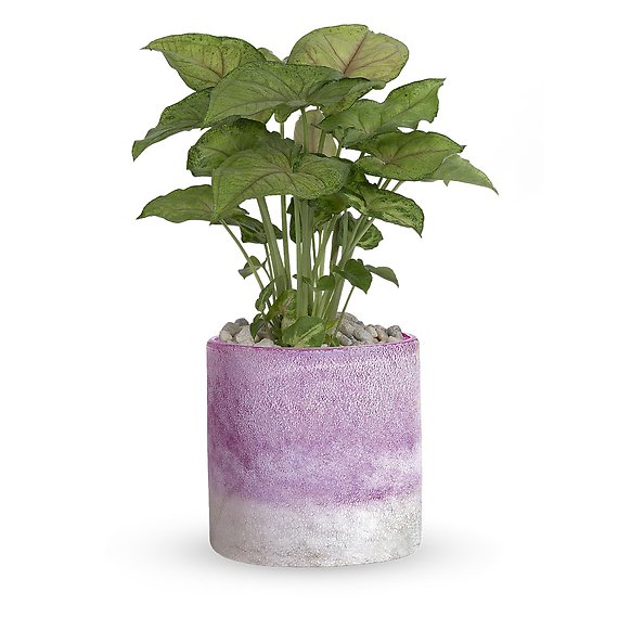 Lavender Frost Plant