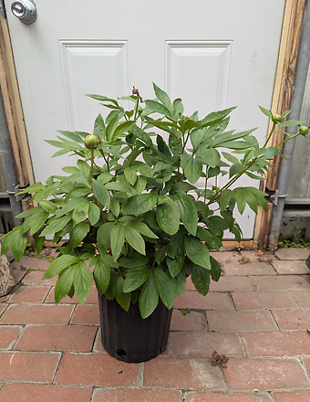 Crema Peony