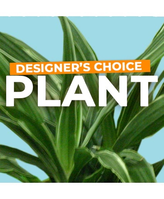 Plant Selection Designer\'s Choice