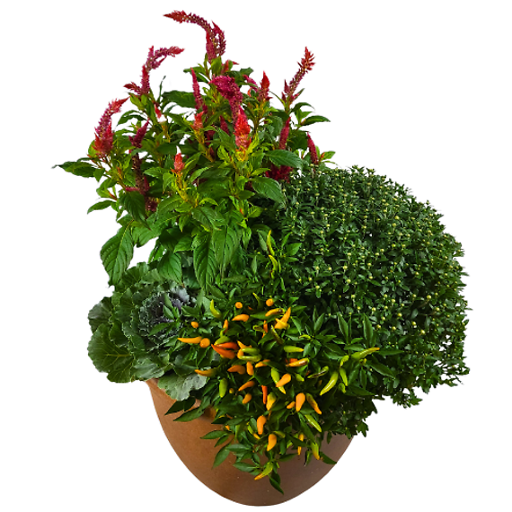 Fall Harvest Planter