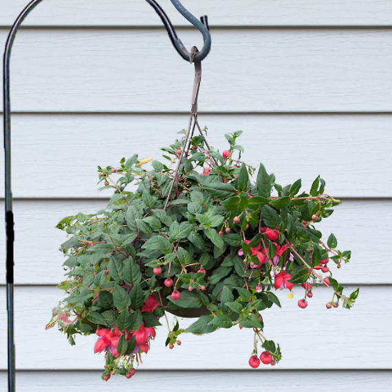 Fuchsia 11\'\' Hanging Basket