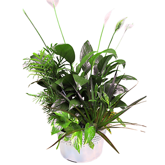 Peace Planter