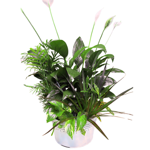 Peace Planter