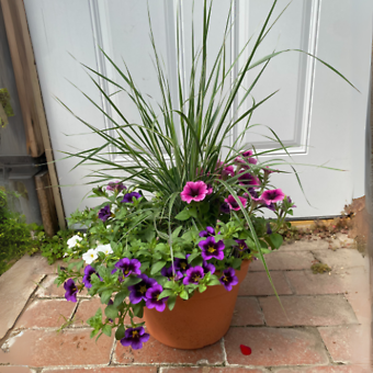 10\'\' Sun Combo Pots