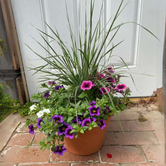 10\'\' Sun Combo Pots