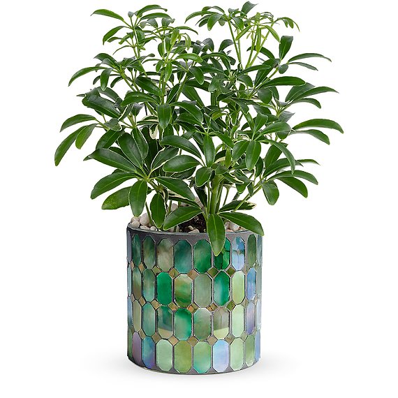 Leaves of Glass Plant