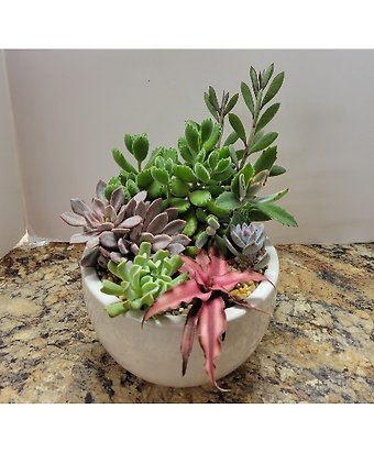 Succulent Garden Planter