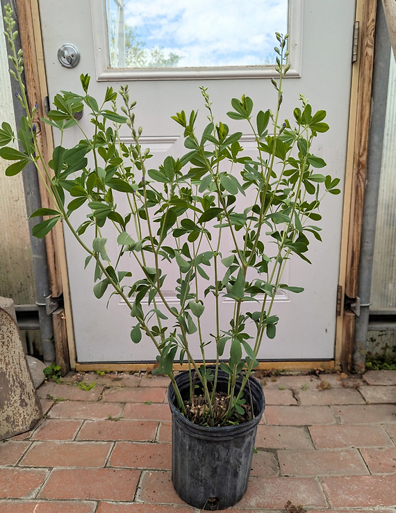 False Indigo