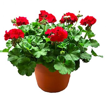 12\" Geranium Pot