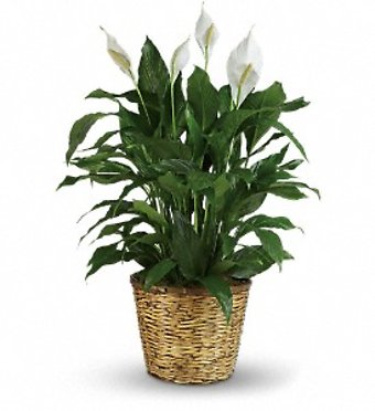 Large Peace Lily in a Basket