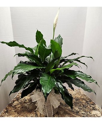 Small Peace Lily Plant