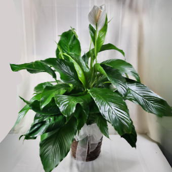 Medium Peace Lily