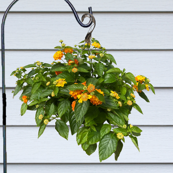 Lantana Hanging Basket