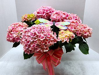 Pink Hydrangea with a Dragonfly screeen saver