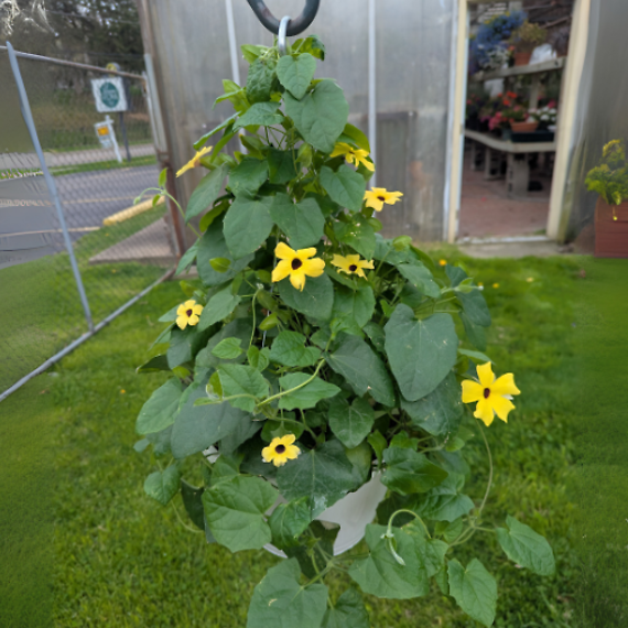 Black Eyed Susan Hanging Basket