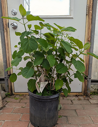 Incrediball Hydrangea
