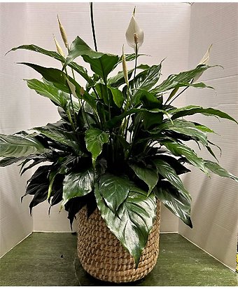 8\" Peace Lily in an Accent Decor Tejida Basket Plant