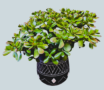 10\" Jade Plant in a Deco Pot