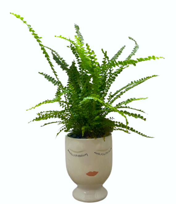 Girly Lemon Button Fern