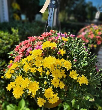 13\" Tricolor Fall Hanging Mum Plant