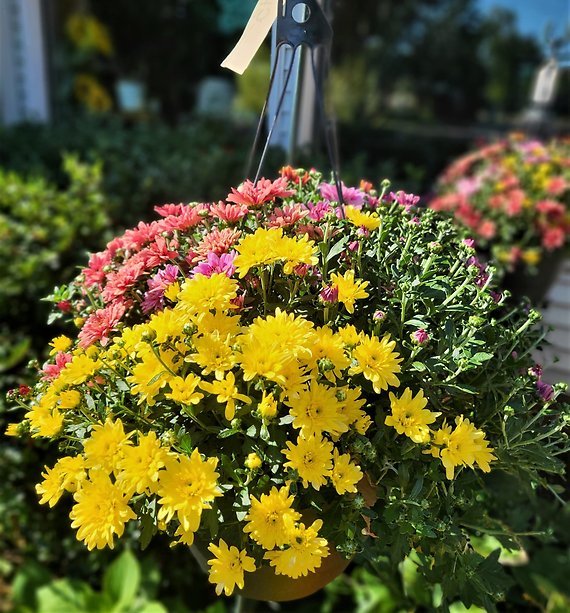 13\" Tricolor Fall Hanging Mum Plant