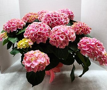 8\" Pink Hydrangea