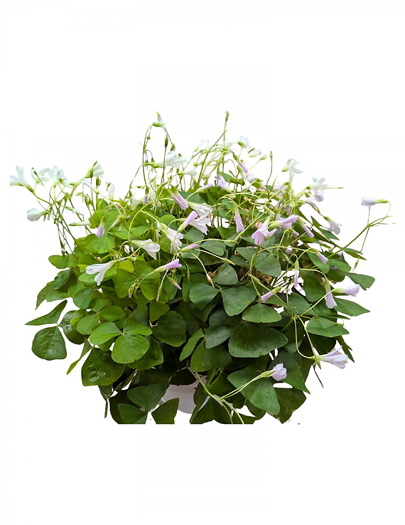 Oxalis Plant