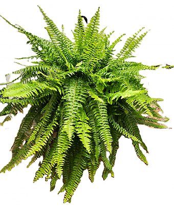 11\" Boston Fern