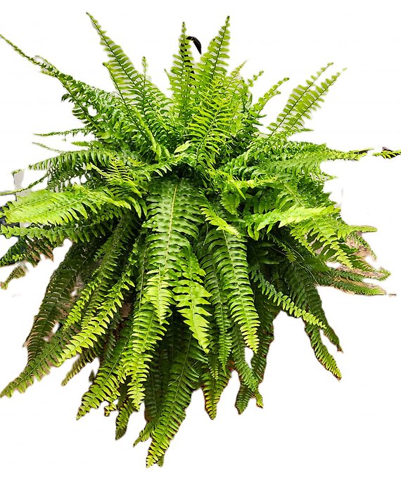 11\" Boston Fern