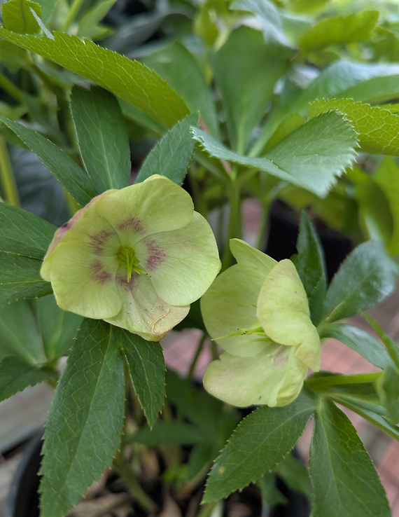 Gardner\'s Choice Lenten Rose