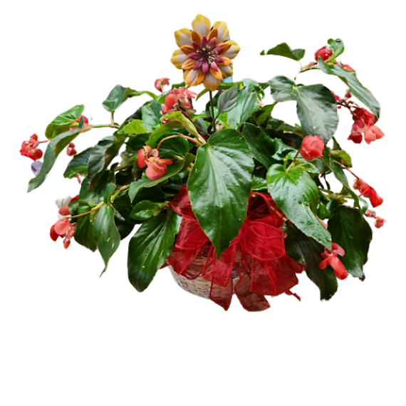 Dragon Wing Begonia Basket