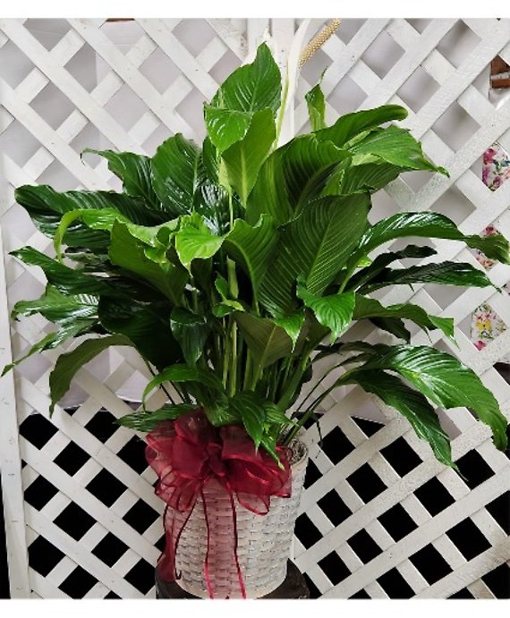 Large Peace Lily Plant