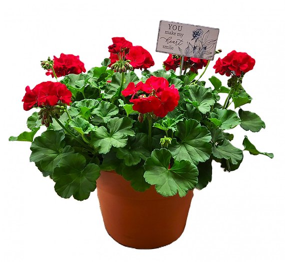 12\'\' Geranium with a Garden Stake