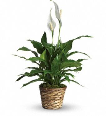 Small Peace Lily in a Basket