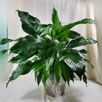 8\'\' Peace Lily In A Tin