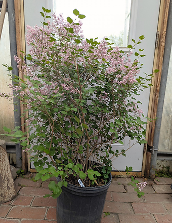 Dwarf Korean Lilac